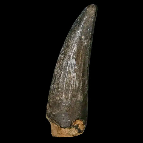 2" Suchomimus Fossil Tooth Cretaceous Spinosaurid Dinosaur Elraz FM Niger COA - Fossil Age Minerals