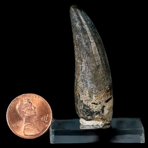 2" Suchomimus Fossil Tooth Cretaceous Spinosaurid Dinosaur Elraz FM Niger COA - Fossil Age Minerals