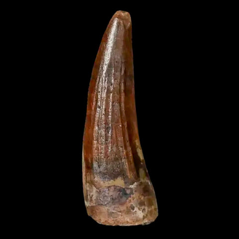 1.3" Suchomimus Fossil Tooth Cretaceous Spinosaurid Dinosaur Elraz FM Niger COA - Fossil Age Minerals