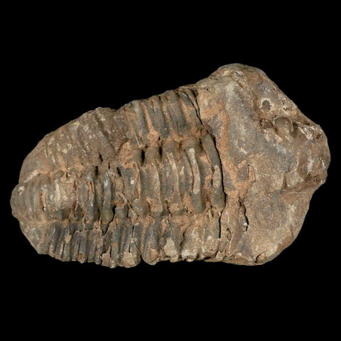 2.9" Flexicalymene Trilobite Fossil Ordovician Age Tazzarine Region Morocco COA - Fossil Age Minerals