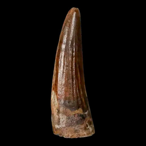 1.3" Suchomimus Fossil Tooth Cretaceous Spinosaurid Dinosaur Elraz FM Niger COA - Fossil Age Minerals