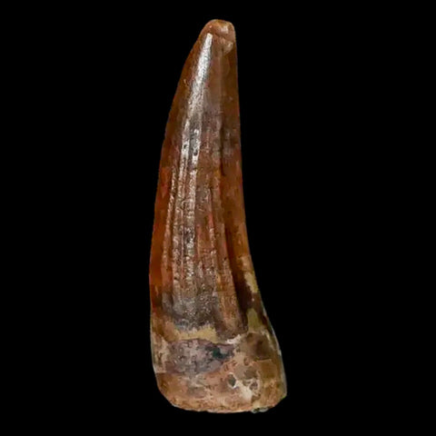 1.3" Suchomimus Fossil Tooth Cretaceous Spinosaurid Dinosaur Elraz FM Niger COA - Fossil Age Minerals