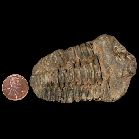 2.9" Flexicalymene Trilobite Fossil Ordovician Age Tazzarine Region Morocco COA - Fossil Age Minerals