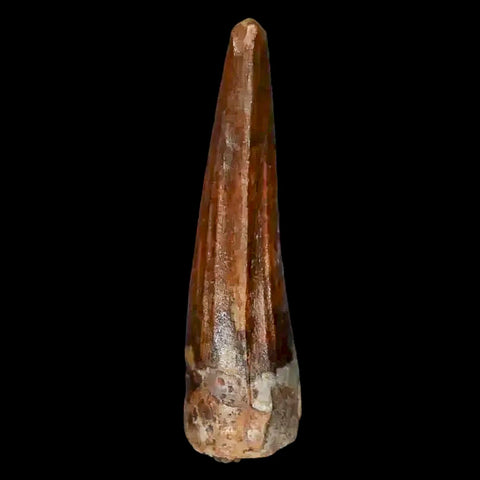 1.3" Suchomimus Fossil Tooth Cretaceous Spinosaurid Dinosaur Elraz FM Niger COA - Fossil Age Minerals