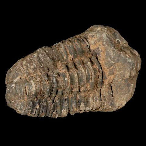 2.9" Flexicalymene Trilobite Fossil Ordovician Age Tazzarine Region Morocco COA - Fossil Age Minerals