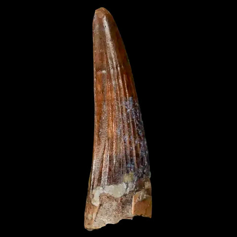 1.3" Suchomimus Fossil Tooth Cretaceous Spinosaurid Dinosaur Elraz FM Niger COA - Fossil Age Minerals