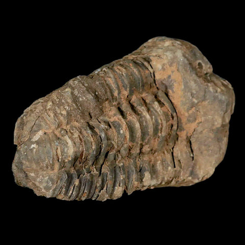 2.9" Flexicalymene Trilobite Fossil Ordovician Age Tazzarine Region Morocco COA - Fossil Age Minerals