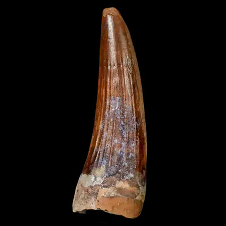 1.3" Suchomimus Fossil Tooth Cretaceous Spinosaurid Dinosaur Elraz FM Niger COA