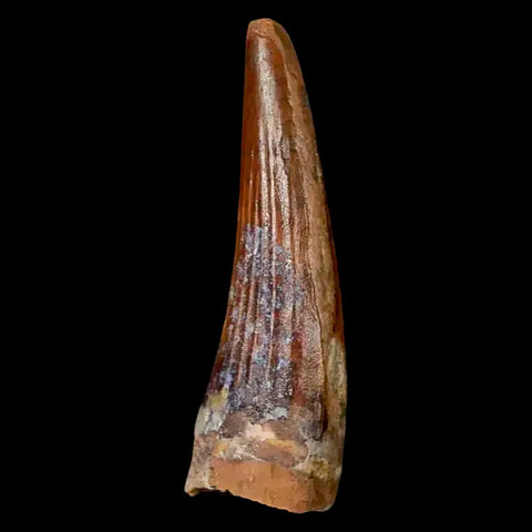 1.3" Suchomimus Fossil Tooth Cretaceous Spinosaurid Dinosaur Elraz FM Niger COA - Fossil Age Minerals