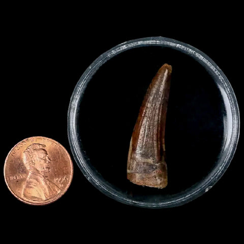 1.3" Suchomimus Fossil Tooth Cretaceous Spinosaurid Dinosaur Elraz FM Niger COA - Fossil Age Minerals