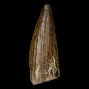 1.3" Suchomimus Fossil Tooth Cretaceous Spinosaurid Dinosaur Elraz FM Niger COA