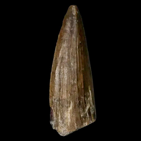 1.3" Suchomimus Fossil Tooth Cretaceous Spinosaurid Dinosaur Elraz FM Niger COA - Fossil Age Minerals