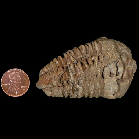 2.6" Flexicalymene Trilobite Fossil Ordovician Age Tazzarine Region Morocco COA - Fossil Age Minerals