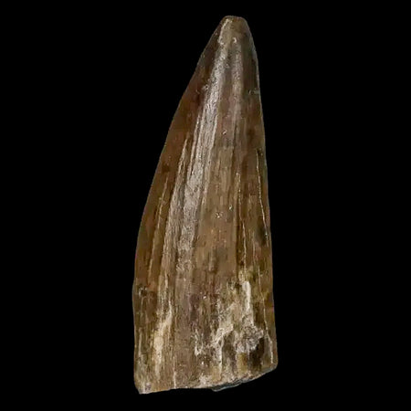 1.3" Suchomimus Fossil Tooth Cretaceous Spinosaurid Dinosaur Elraz FM Niger COA