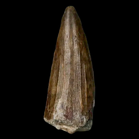 1.3" Suchomimus Fossil Tooth Cretaceous Spinosaurid Dinosaur Elraz FM Niger COA - Fossil Age Minerals