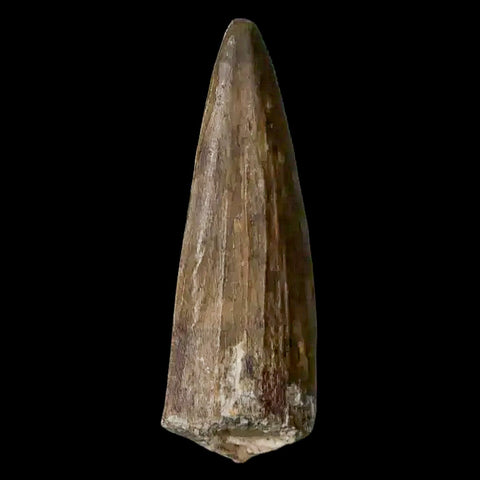 1.3" Suchomimus Fossil Tooth Cretaceous Spinosaurid Dinosaur Elraz FM Niger COA - Fossil Age Minerals