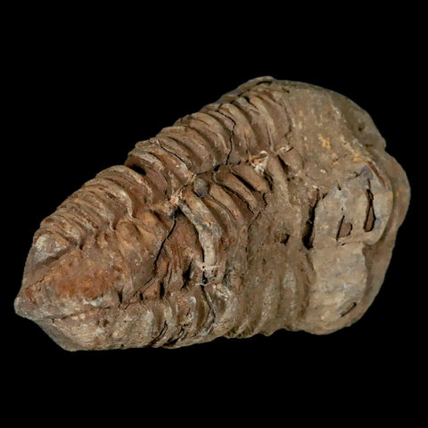 2.6" Flexicalymene Trilobite Fossil Ordovician Age Tazzarine Region Morocco COA - Fossil Age Minerals