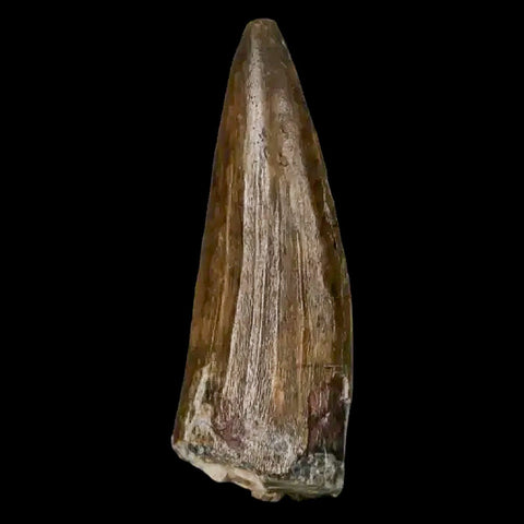 1.3" Suchomimus Fossil Tooth Cretaceous Spinosaurid Dinosaur Elraz FM Niger COA - Fossil Age Minerals