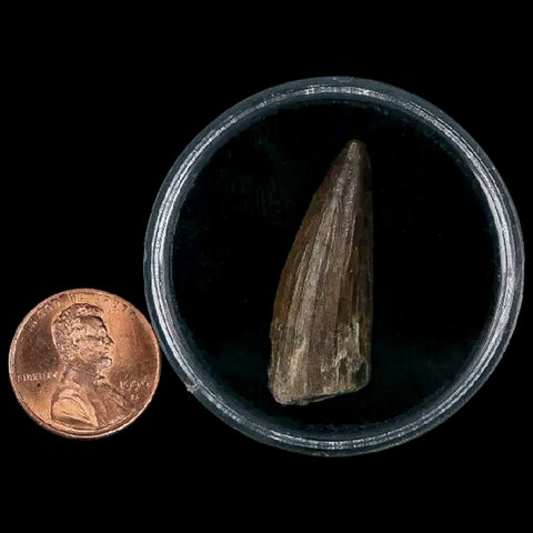 1.3" Suchomimus Fossil Tooth Cretaceous Spinosaurid Dinosaur Elraz FM Niger COA - Fossil Age Minerals