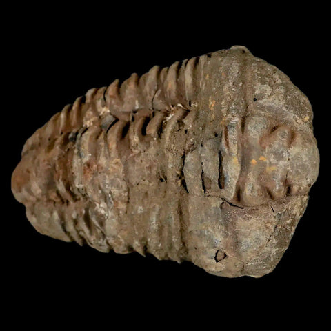 2.6" Flexicalymene Trilobite Fossil Ordovician Age Tazzarine Region Morocco COA - Fossil Age Minerals