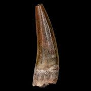 1.5" Suchomimus Fossil Tooth Cretaceous Spinosaurid Dinosaur Elraz FM Niger COA