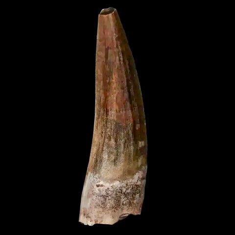 1.5" Suchomimus Fossil Tooth Cretaceous Spinosaurid Dinosaur Elraz FM Niger COA - Fossil Age Minerals