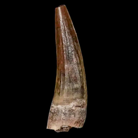 1.5" Suchomimus Fossil Tooth Cretaceous Spinosaurid Dinosaur Elraz FM Niger COA