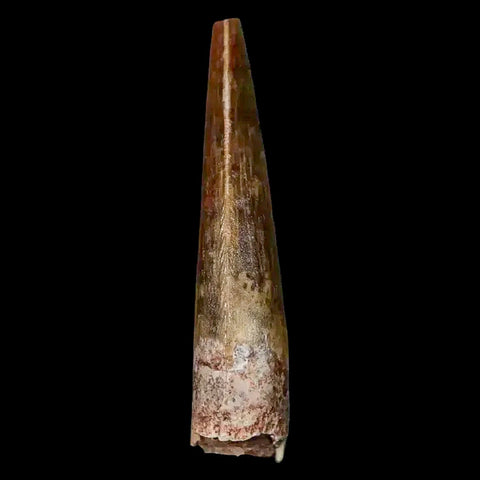 1.5" Suchomimus Fossil Tooth Cretaceous Spinosaurid Dinosaur Elraz FM Niger COA - Fossil Age Minerals