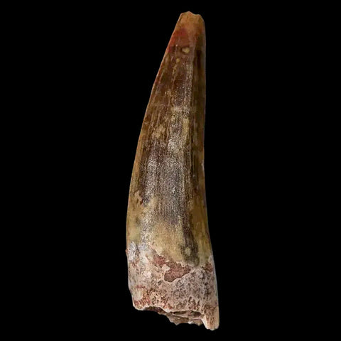 1.5" Suchomimus Fossil Tooth Cretaceous Spinosaurid Dinosaur Elraz FM Niger COA - Fossil Age Minerals