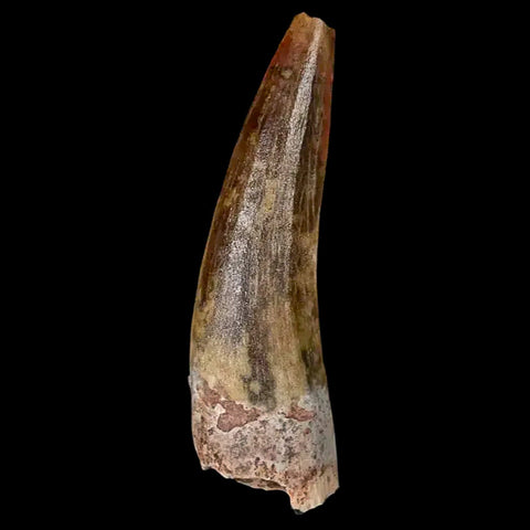 1.5" Suchomimus Fossil Tooth Cretaceous Spinosaurid Dinosaur Elraz FM Niger COA - Fossil Age Minerals