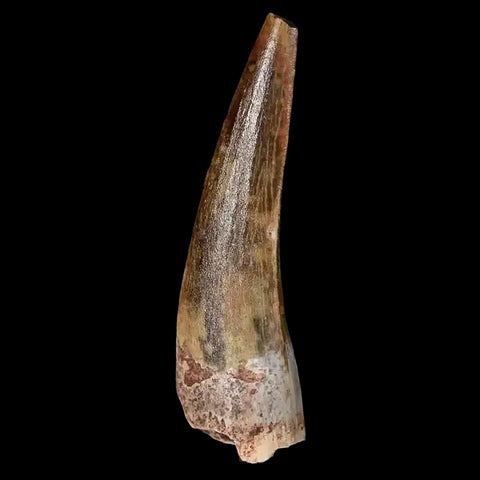 1.5" Suchomimus Fossil Tooth Cretaceous Spinosaurid Dinosaur Elraz FM Niger COA - Fossil Age Minerals