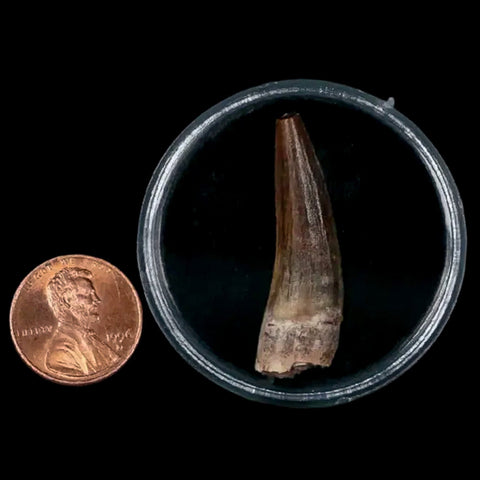 1.5" Suchomimus Fossil Tooth Cretaceous Spinosaurid Dinosaur Elraz FM Niger COA - Fossil Age Minerals