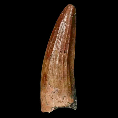 1.3" Suchomimus Fossil Tooth Cretaceous Spinosaurid Dinosaur Elraz FM Niger COA - Fossil Age Minerals