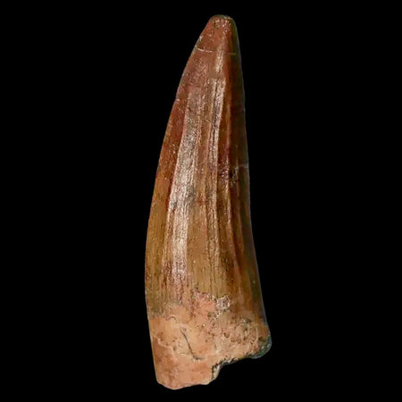 1.3" Suchomimus Fossil Tooth Cretaceous Spinosaurid Dinosaur Elraz FM Niger COA