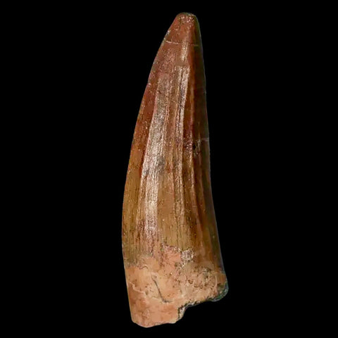 1.3" Suchomimus Fossil Tooth Cretaceous Spinosaurid Dinosaur Elraz FM Niger COA - Fossil Age Minerals