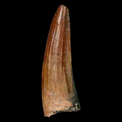 1.3" Suchomimus Fossil Tooth Cretaceous Spinosaurid Dinosaur Elraz FM Niger COA - Fossil Age Minerals