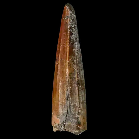 1.3" Suchomimus Fossil Tooth Cretaceous Spinosaurid Dinosaur Elraz FM Niger COA - Fossil Age Minerals