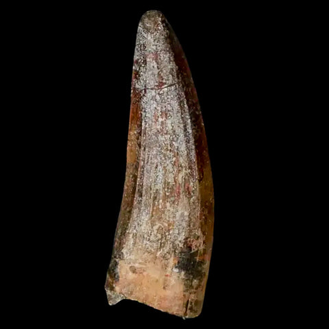 1.3" Suchomimus Fossil Tooth Cretaceous Spinosaurid Dinosaur Elraz FM Niger COA - Fossil Age Minerals