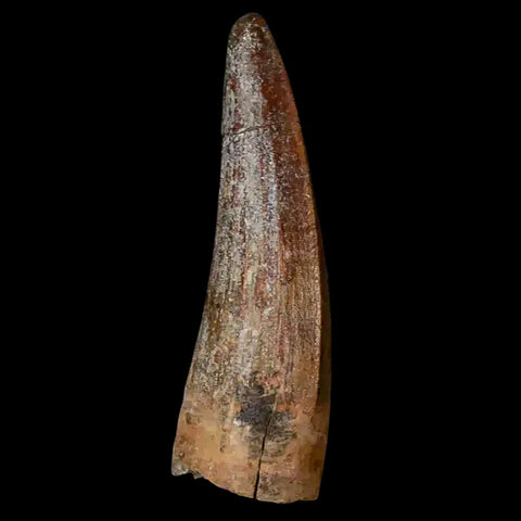 1.3" Suchomimus Fossil Tooth Cretaceous Spinosaurid Dinosaur Elraz FM Niger COA - Fossil Age Minerals