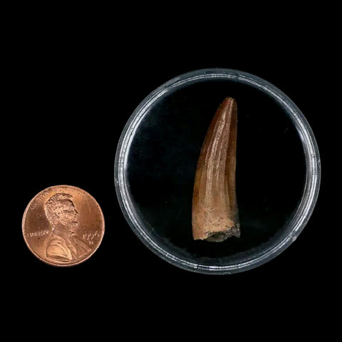 1.3" Suchomimus Fossil Tooth Cretaceous Spinosaurid Dinosaur Elraz FM Niger COA - Fossil Age Minerals