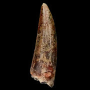 1.5" Suchomimus Fossil Tooth Cretaceous Spinosaurid Dinosaur Elraz FM Niger COA