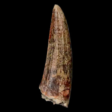 1.5" Suchomimus Fossil Tooth Cretaceous Spinosaurid Dinosaur Elraz FM Niger COA