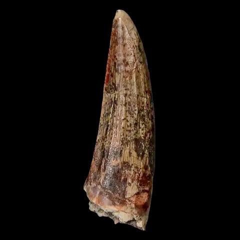 1.5" Suchomimus Fossil Tooth Cretaceous Spinosaurid Dinosaur Elraz FM Niger COA - Fossil Age Minerals