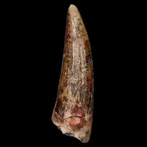 1.5" Suchomimus Fossil Tooth Cretaceous Spinosaurid Dinosaur Elraz FM Niger COA - Fossil Age Minerals