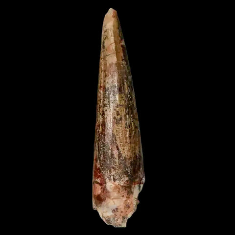 1.5" Suchomimus Fossil Tooth Cretaceous Spinosaurid Dinosaur Elraz FM Niger COA - Fossil Age Minerals