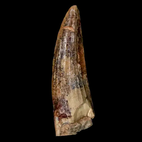 1.5" Suchomimus Fossil Tooth Cretaceous Spinosaurid Dinosaur Elraz FM Niger COA - Fossil Age Minerals