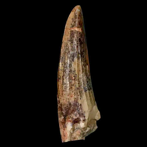 1.5" Suchomimus Fossil Tooth Cretaceous Spinosaurid Dinosaur Elraz FM Niger COA - Fossil Age Minerals