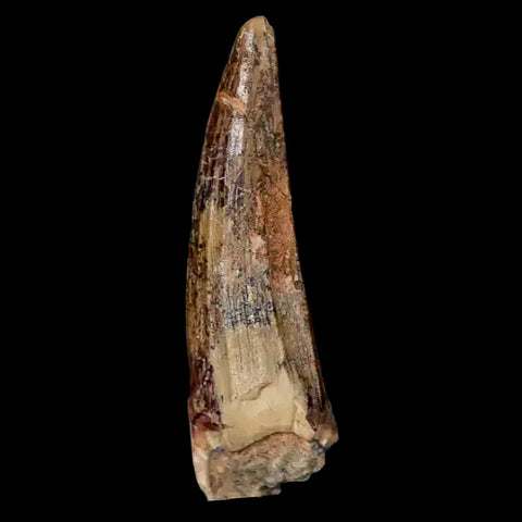 1.5" Suchomimus Fossil Tooth Cretaceous Spinosaurid Dinosaur Elraz FM Niger COA - Fossil Age Minerals