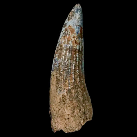 1.5" Suchomimus Fossil Tooth Cretaceous Spinosaurid Dinosaur Elraz FM Niger COA - Fossil Age Minerals