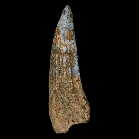 1.5" Suchomimus Fossil Tooth Cretaceous Spinosaurid Dinosaur Elraz FM Niger COA - Fossil Age Minerals